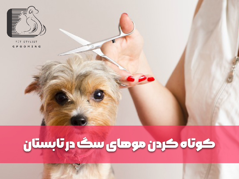 کوتاه کردن موهای سگ در تابستان